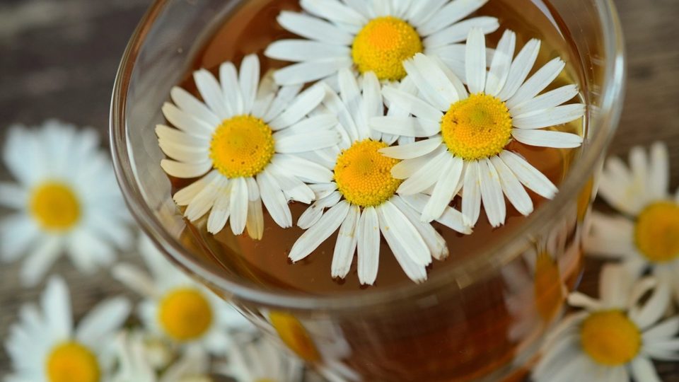 Fleurs de camomille dans une tasse de tisane