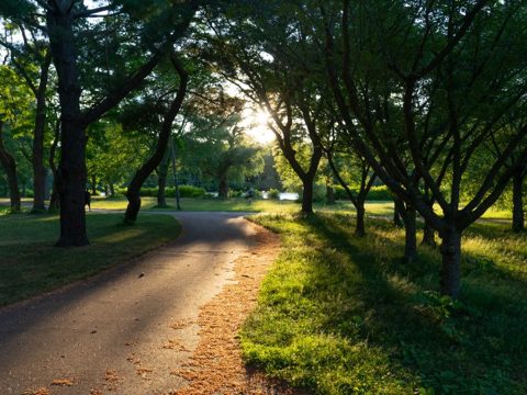 Chemin au lever du jour